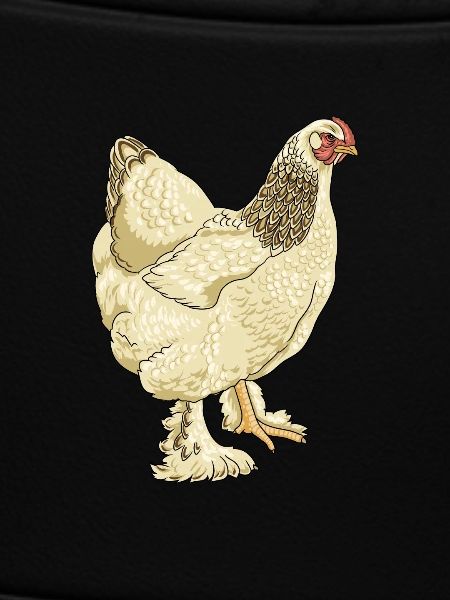 Brahma
