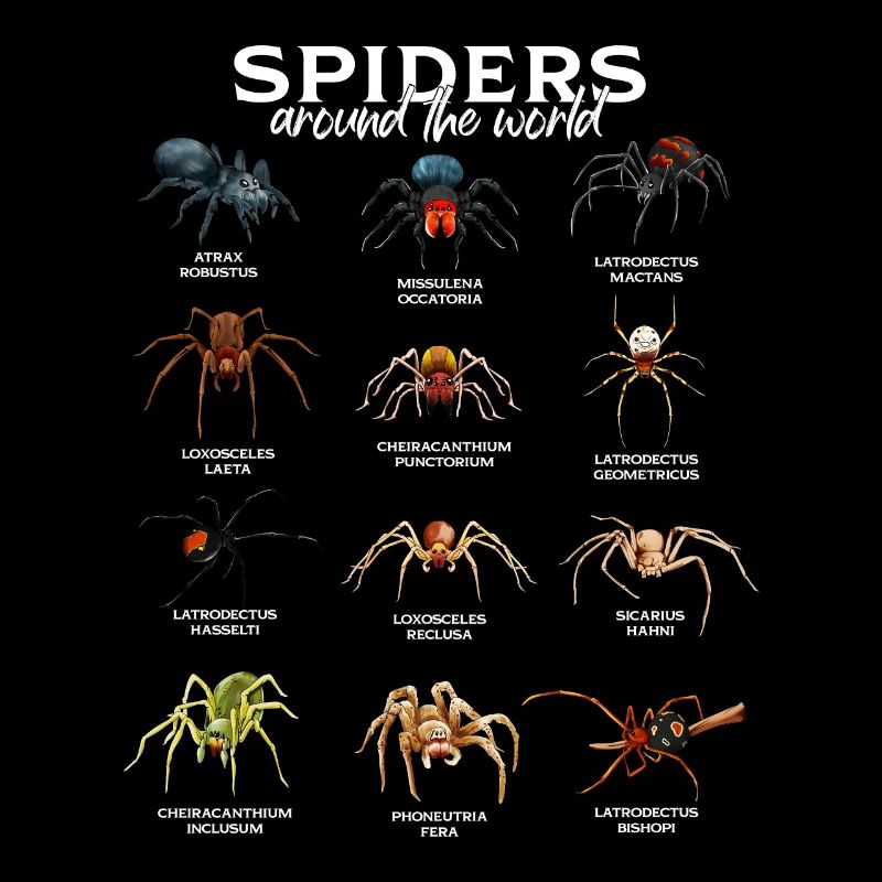 Spiders in the World - Spider Species