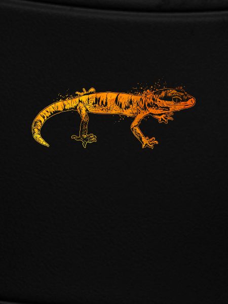Farbenfroher Gecko