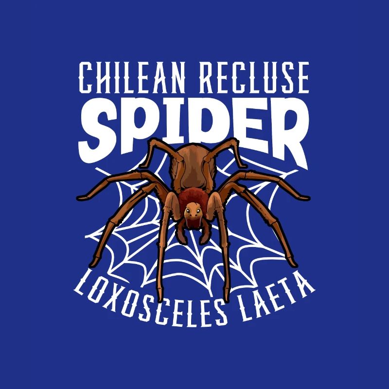 Araignée d’angle chilienne