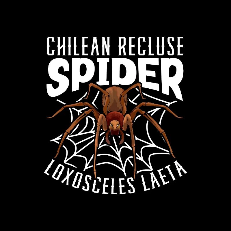 Araignée d’angle chilienne