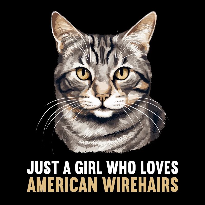 Chat Chats American Wirehair