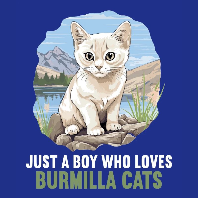 Burmilla Kätzchen Burmilla Katze