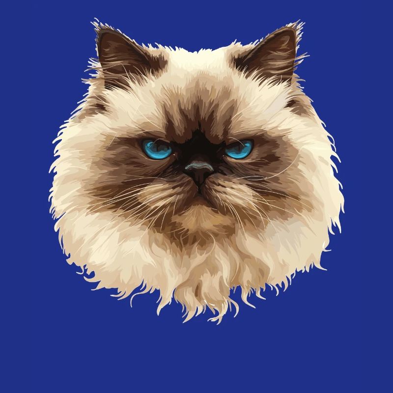 Himalayan Cat Colourpoint Katze