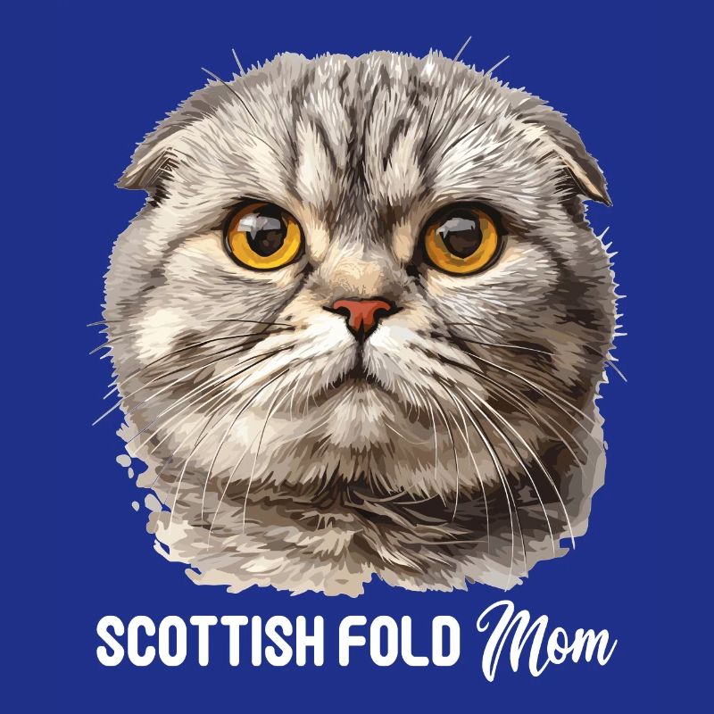 Scottish Fold Kitten Scottish Fold Cat