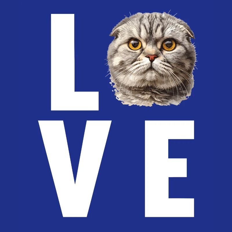 Scottish Fold Kitten Scottish Fold Cat