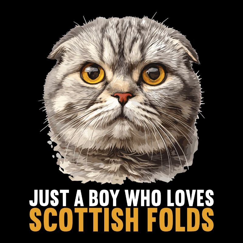 Scottish Fold Kitten Scottish Fold chat