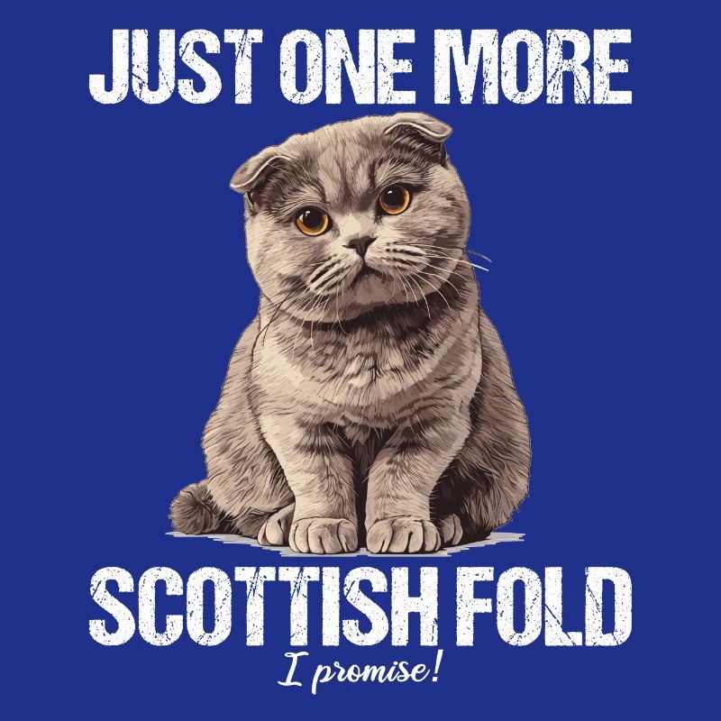 Scottish Fold Kitten Scottish Fold Cat