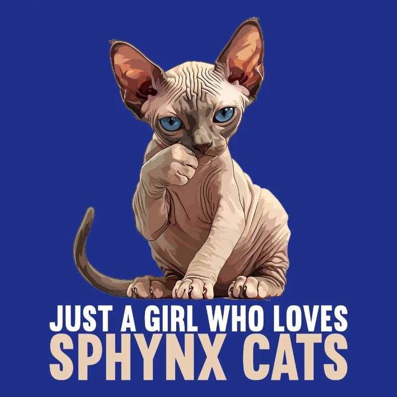 Chaton Sphynx Chat Sphynx