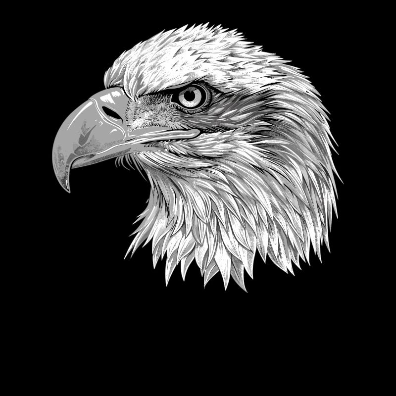 Pygargue à tête blanche Weißkopfseeadler