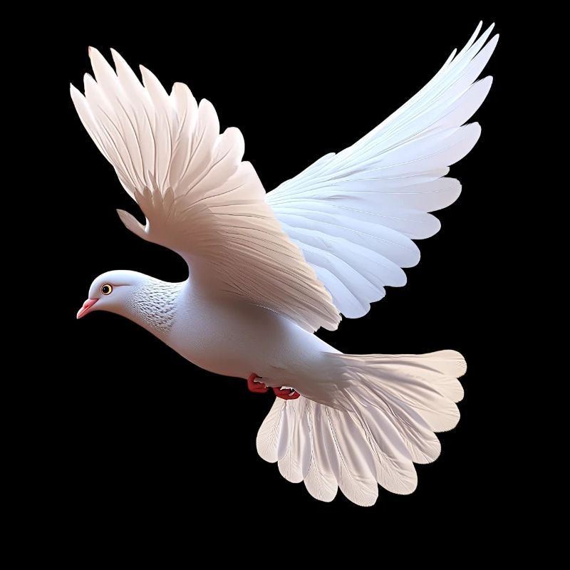 Taube Weiß Frieden Peace Ringeltaube Weiße Tauben