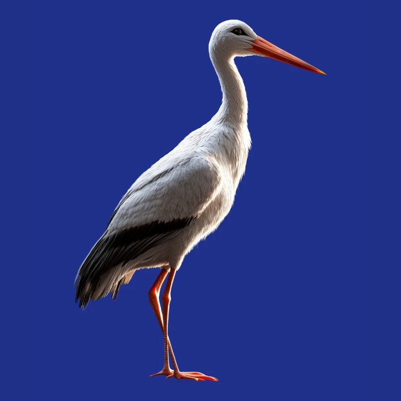 Stork Lover White Stork Giant Stork Storks Storks