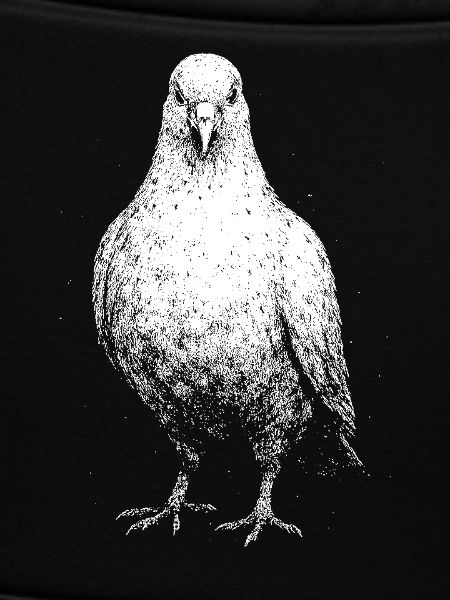 A pigeon