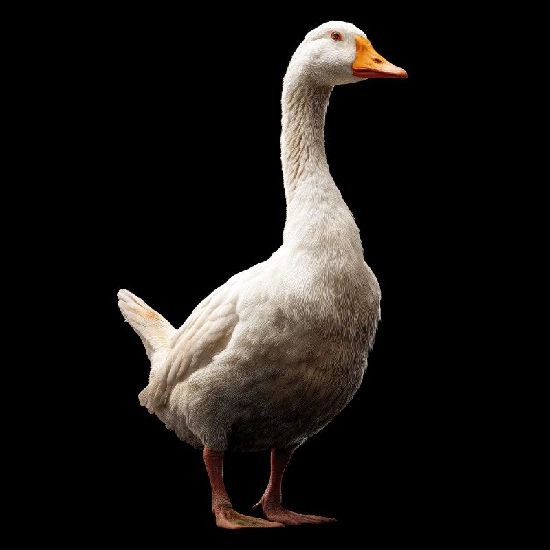 Goose Cute Goose Chicks Goose Chick Duck Small Geese