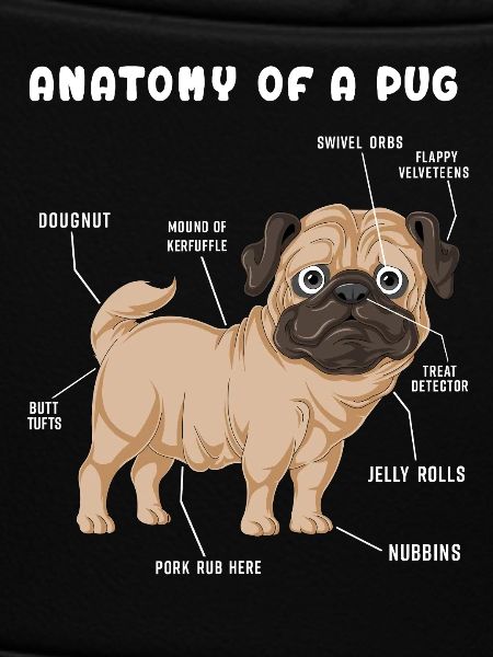 Pug Anatomy