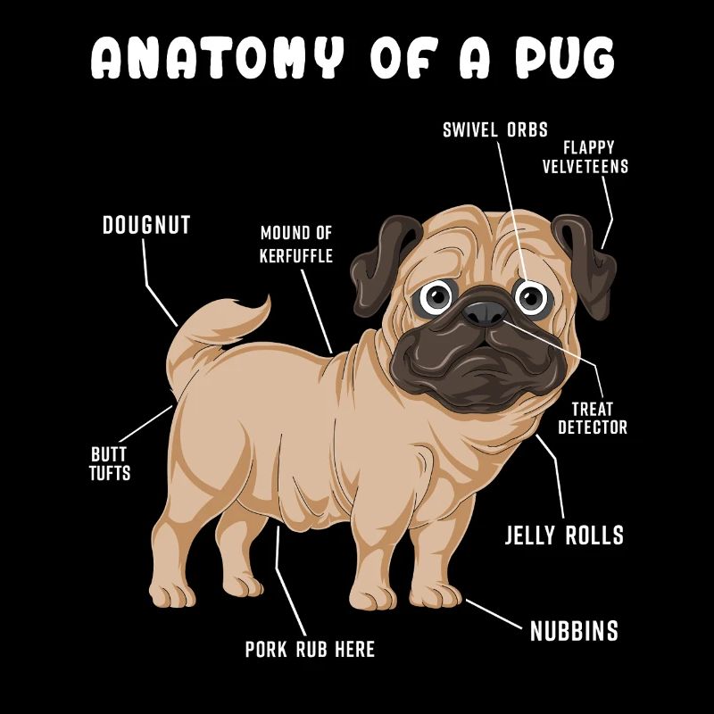 Mops-Anatomie