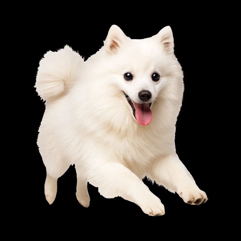 Spitz japonais
