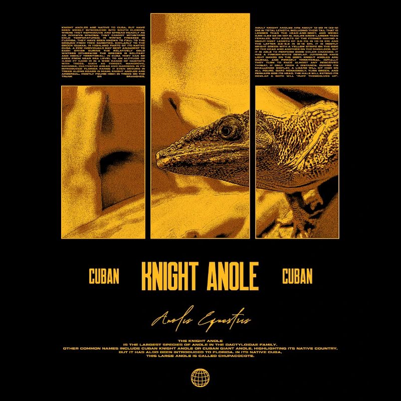 Cuban Knight Anole Lizard Owner Reptile Keeper