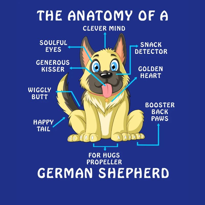 Anatomie eines Deutschen Schäferhundes