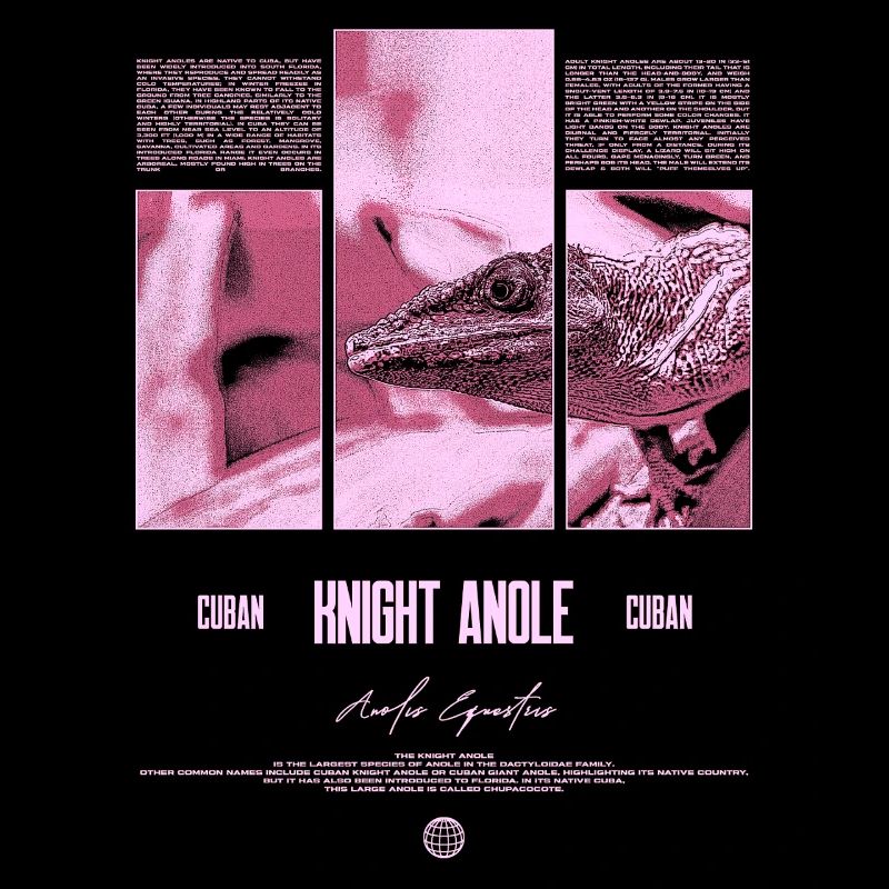 Cuban Knight Anole Lizard Owner Reptile Keeper