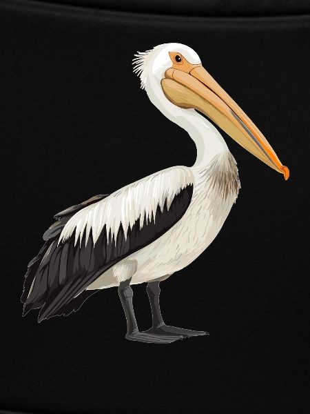 Pelicans Pelican