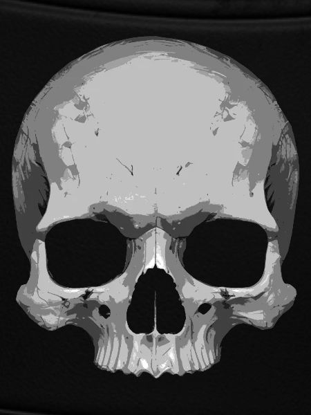 Skull Illustration