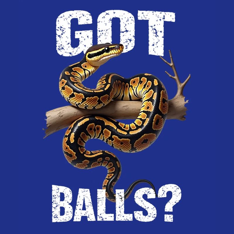 Königspython Schlangen Liebhaber Terrarium Python