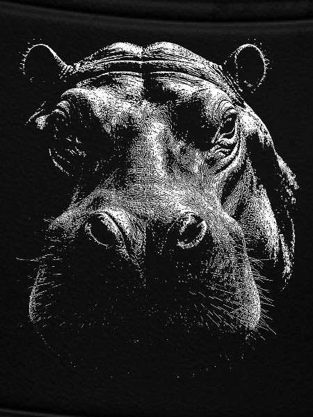 Hippopotamus