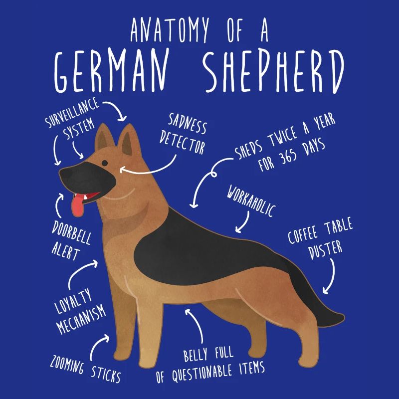 Anatomie des Deutschen Schäferhundes