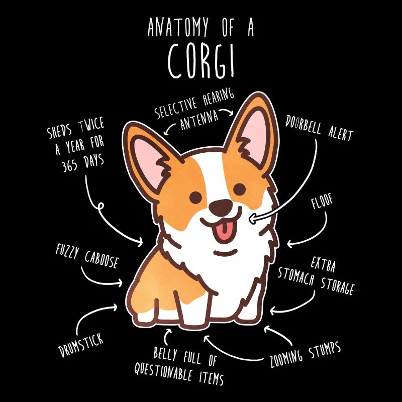 Corgi-Hundeanatomie
