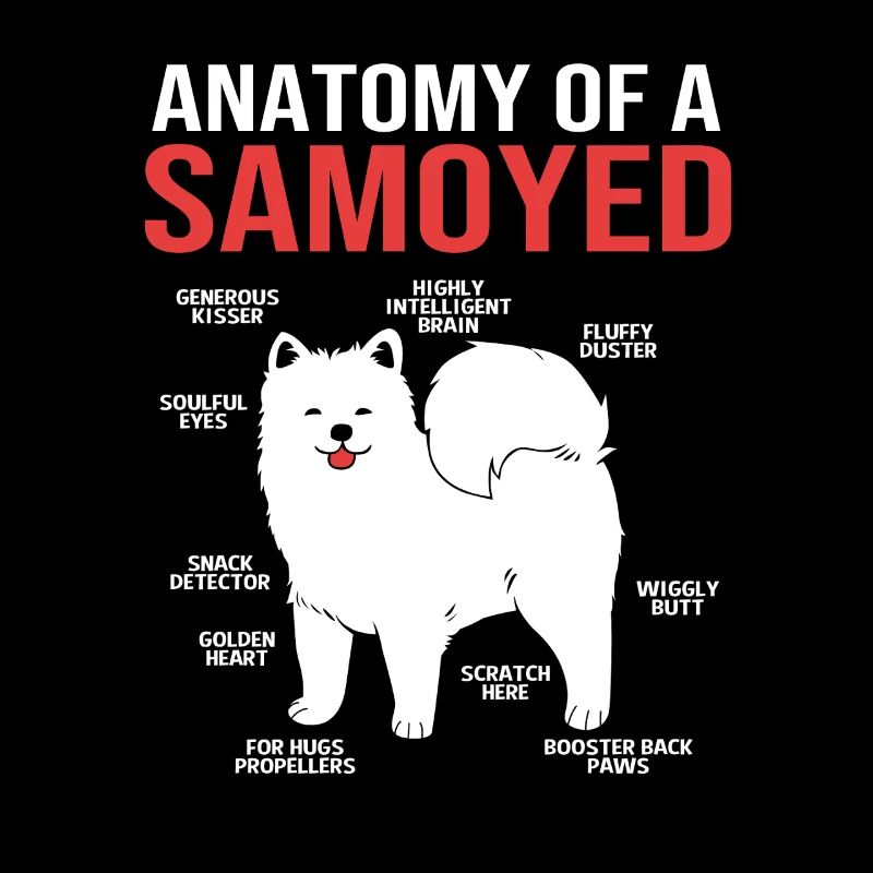 Samoyède Chien Samoyède