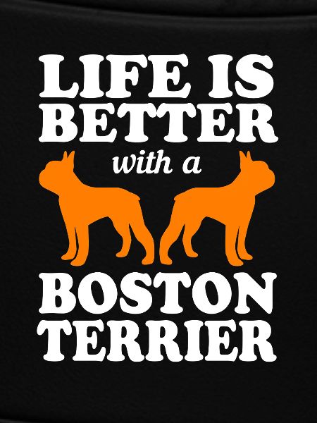 Boston Terrier