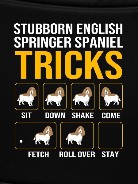 Springer Spaniel
