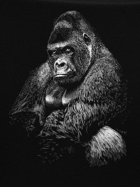 Gorilla