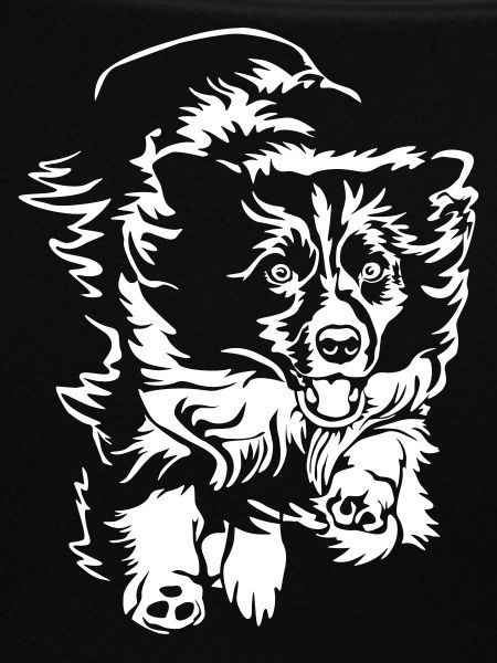 Border Collie "Black Edition"