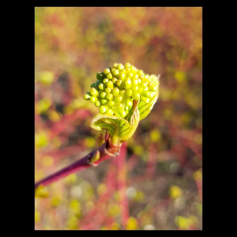 cornouillers Cornus Hornstrauch