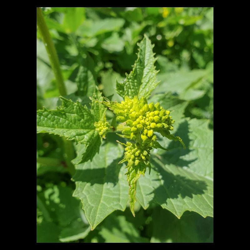 black mustard (in german Schwarzer Senf)