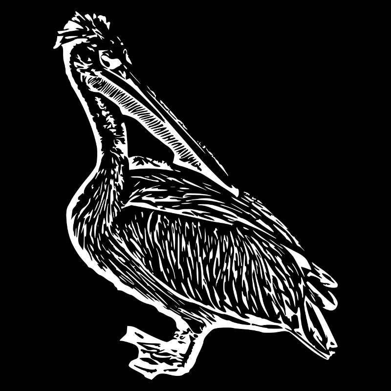 Pelikane Vogel Vögel Pelecanus