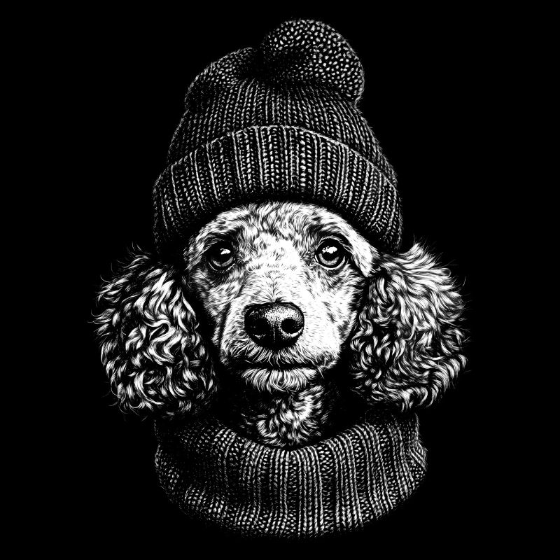 Caniche Caniche Chapeau Chien Chien Caniche miniature