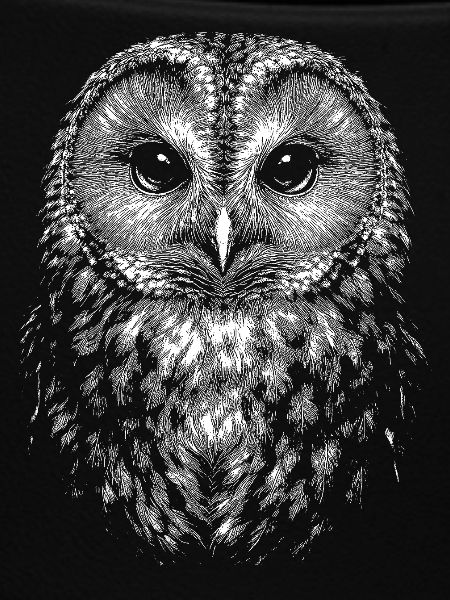 Tawny owl