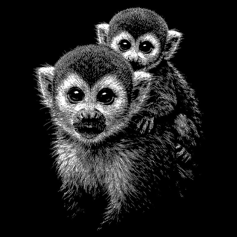 Squirrel monkey