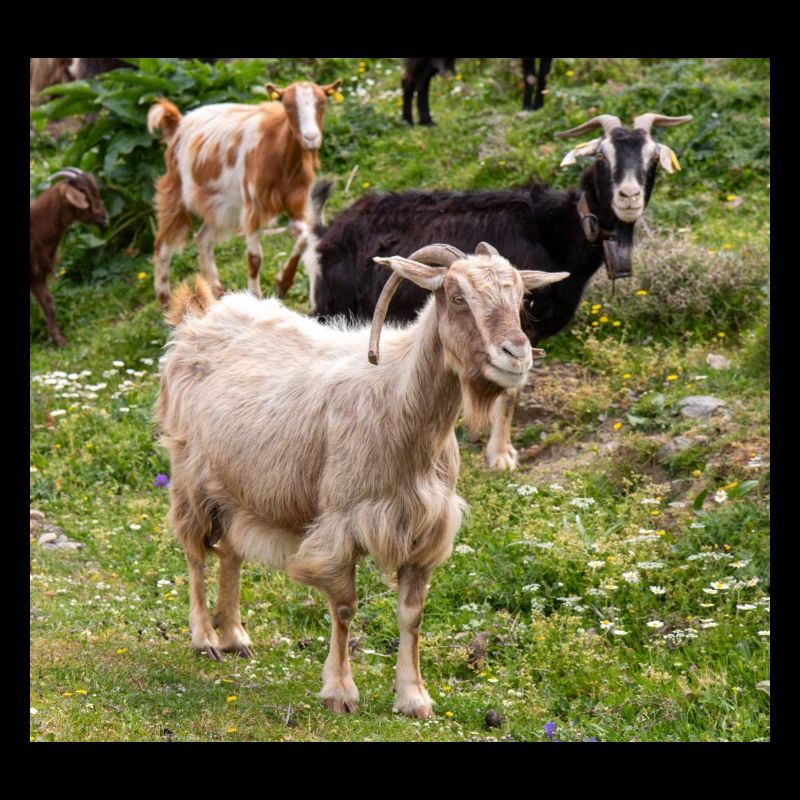 Chèvre de montagne dans le parc national Parc de l’île de Kos