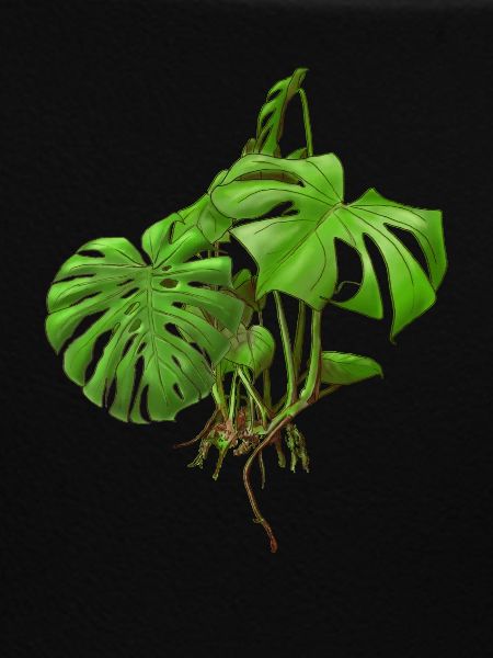 Monstera - Fensterblatt