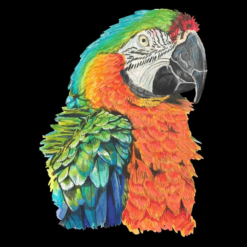 Papagei Ara macaw Paradiesvogel