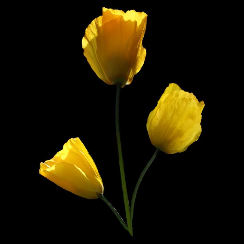 Mohn gelbe Mohnblumen