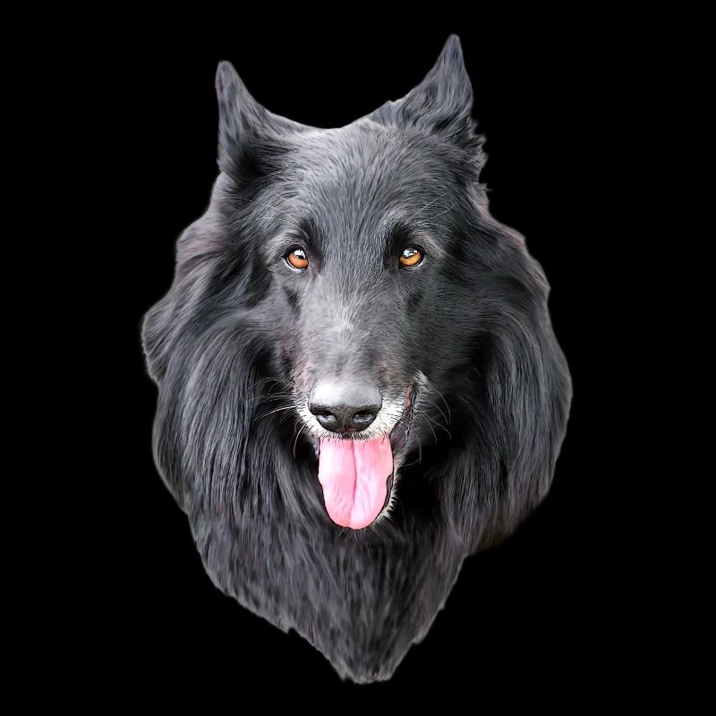 berger belge groenendael