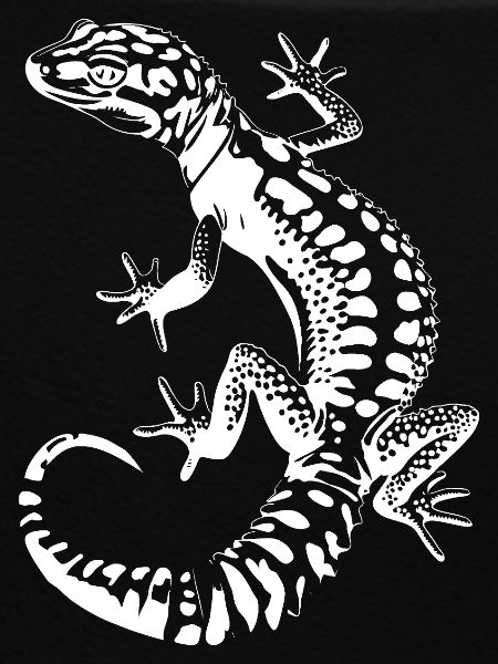 Gecko Silhouette Leopard Gecko