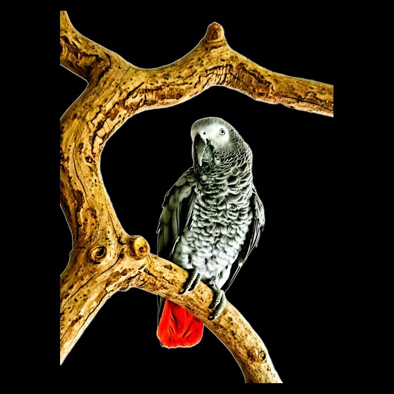 Parrot Noir with red tail tip, Grey parrot