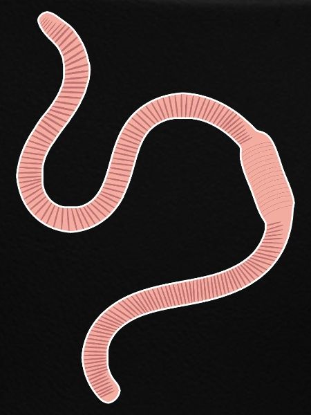 earthworm