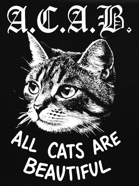 All cats are beuatuiful